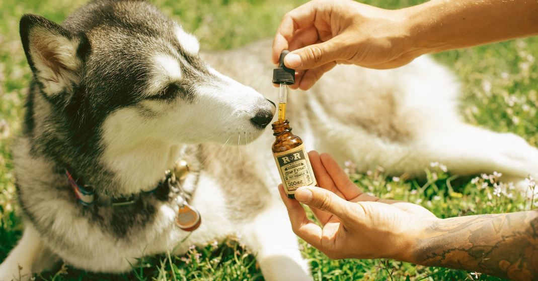 cbd for dogs