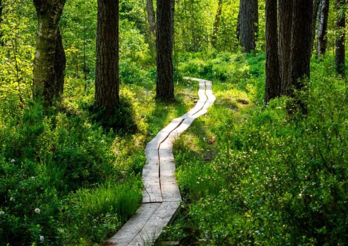 A peaceful wooden pathway meanders through a vibrant forest bathed in sunlight