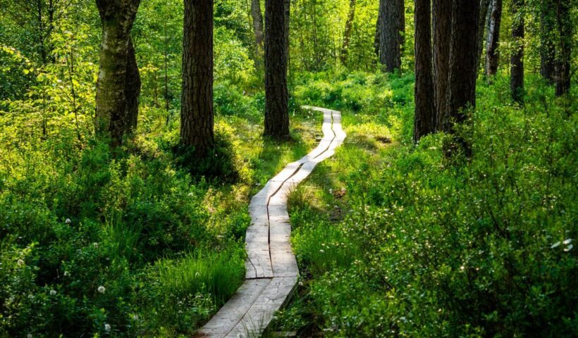 A peaceful wooden pathway meanders through a vibrant forest bathed in sunlight