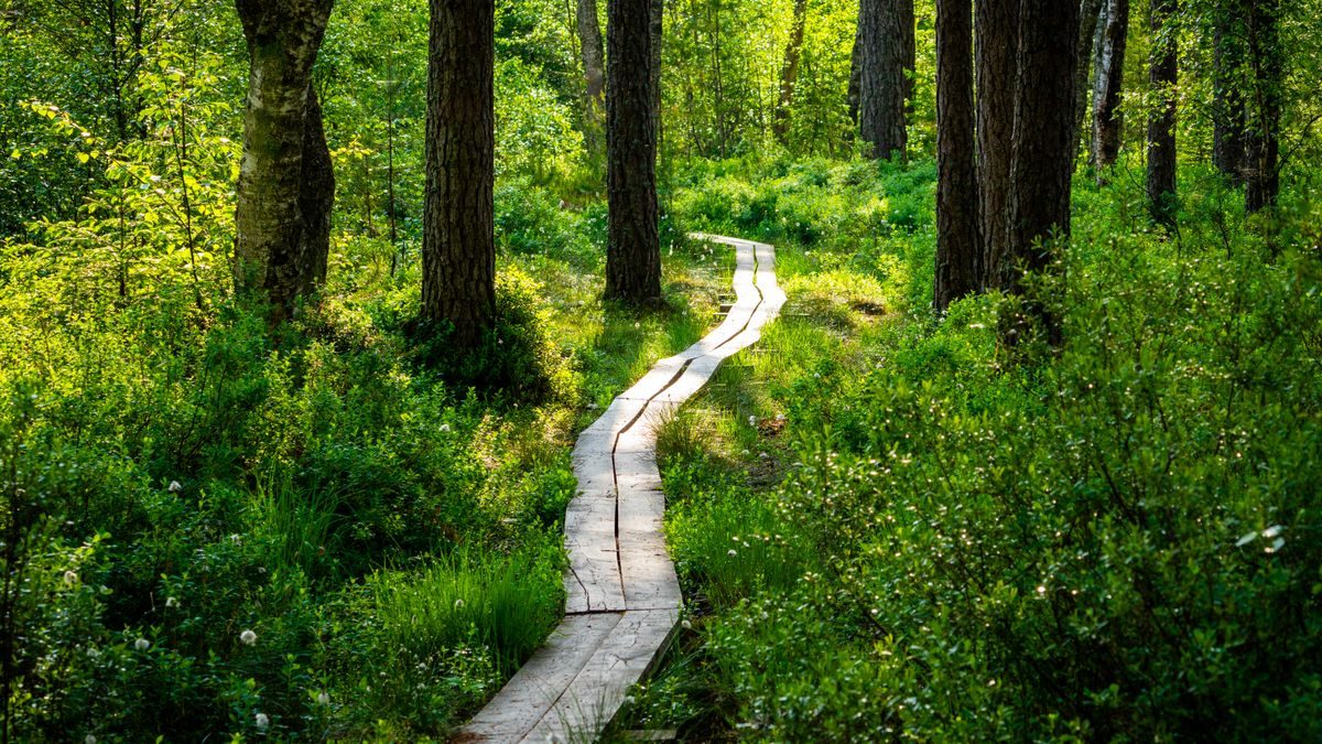 A peaceful wooden pathway meanders through a vibrant forest bathed in sunlight