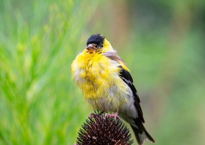A colorful goldfinch perched gracefully on a flower head, displaying its bright plumage