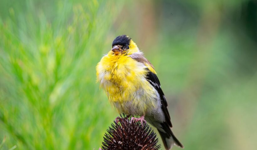 A colorful goldfinch perched gracefully on a flower head, displaying its bright plumage