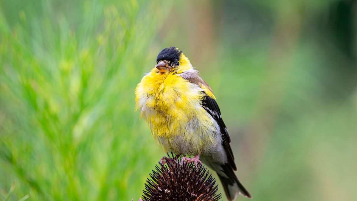 A colorful goldfinch perched gracefully on a flower head, displaying its bright plumage