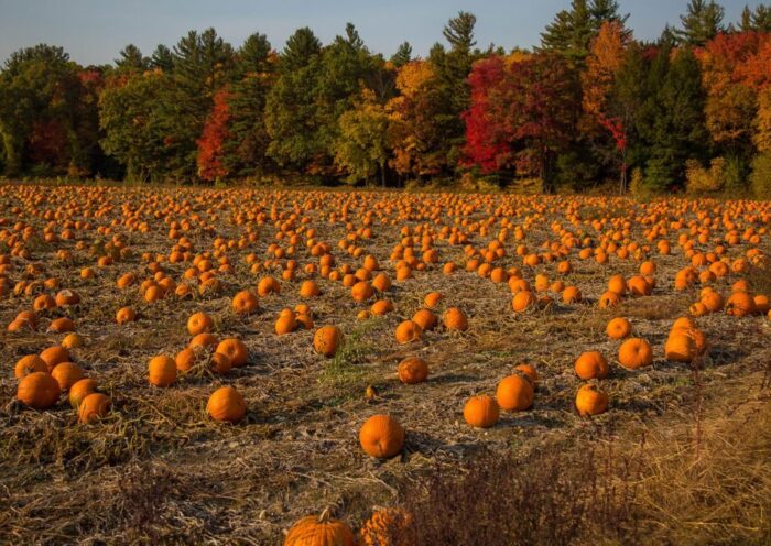 Expansive pumpkin field surrounded by colorful autumn trees under a clear sky