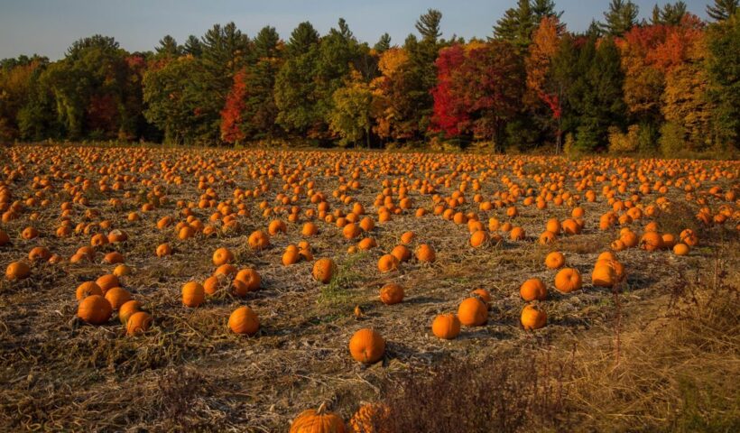 Expansive pumpkin field surrounded by colorful autumn trees under a clear sky