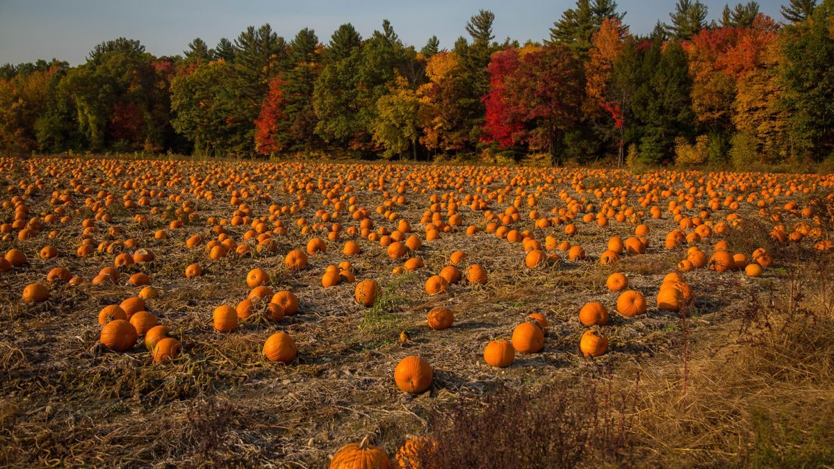 Expansive pumpkin field surrounded by colorful autumn trees under a clear sky